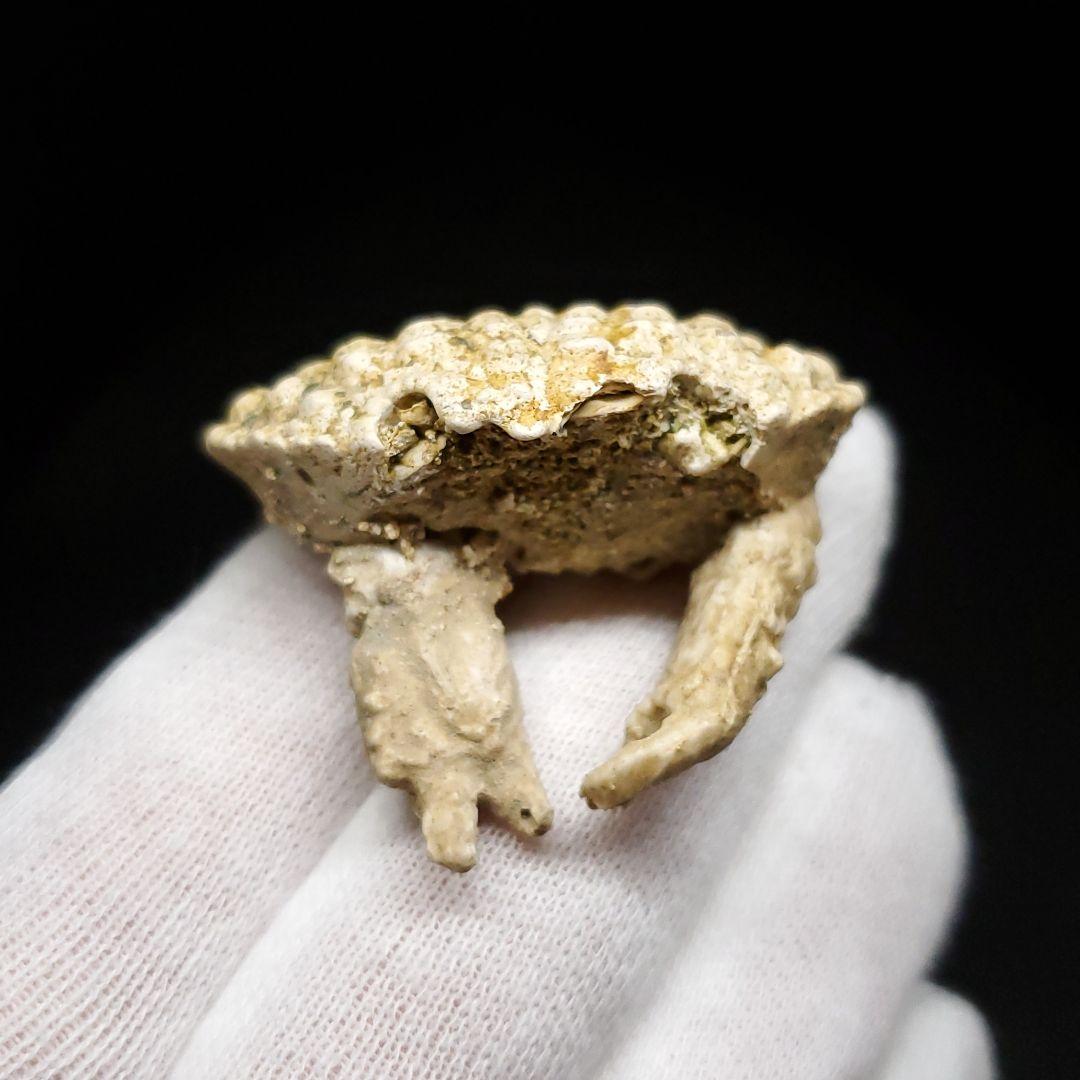 美品 カニ 歯 本物 化石 恐竜 産 38.49mm fcr3