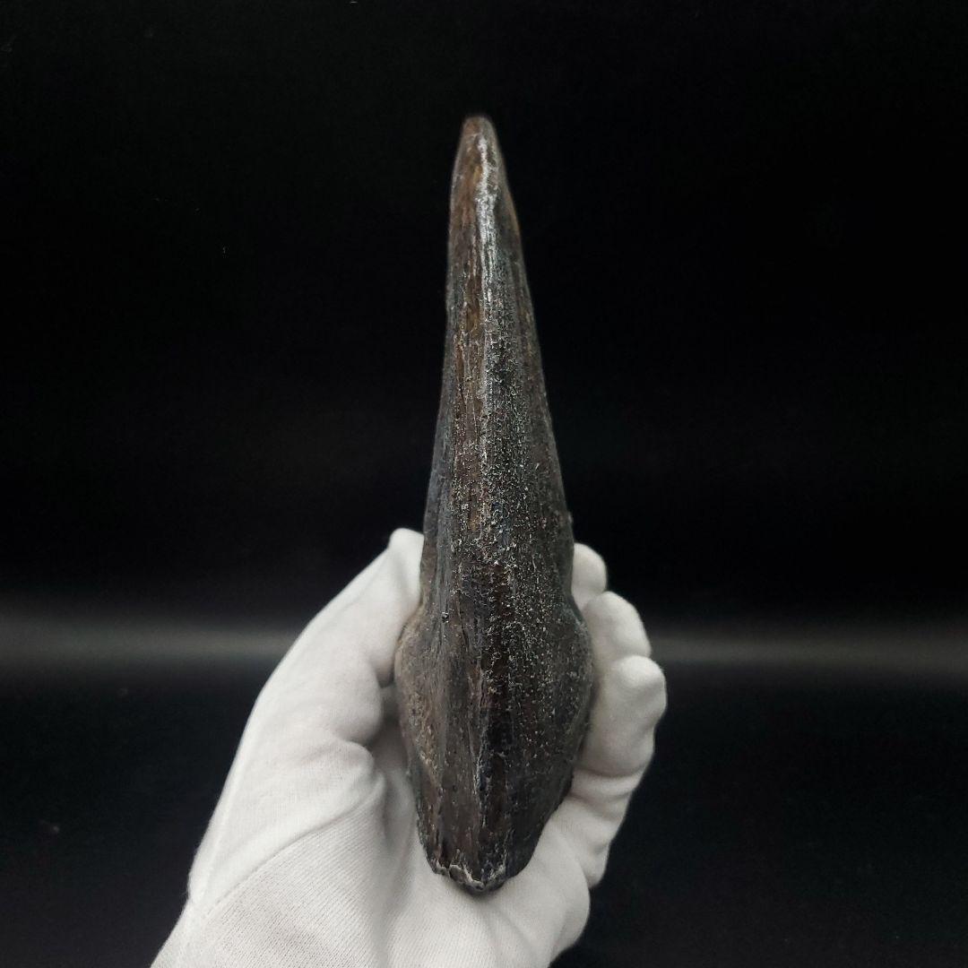 アロサウルス 爪 化石 レプリカ 約175,06mm  arr13