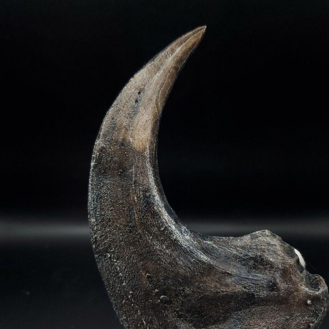 アロサウルス 爪 化石 レプリカ 約175,06mm  arr13