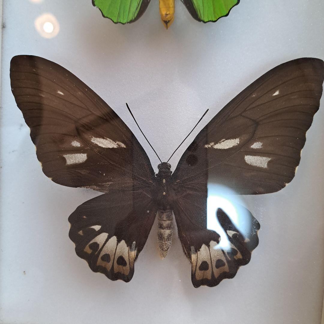 メガネトリバネアゲハ　大型標本