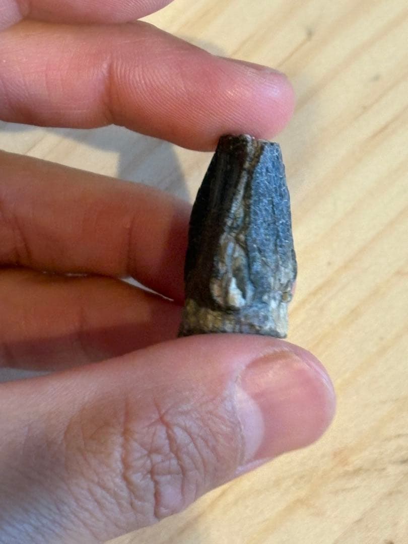 お買い得　ジョバリアの歯　化石　竜脚類