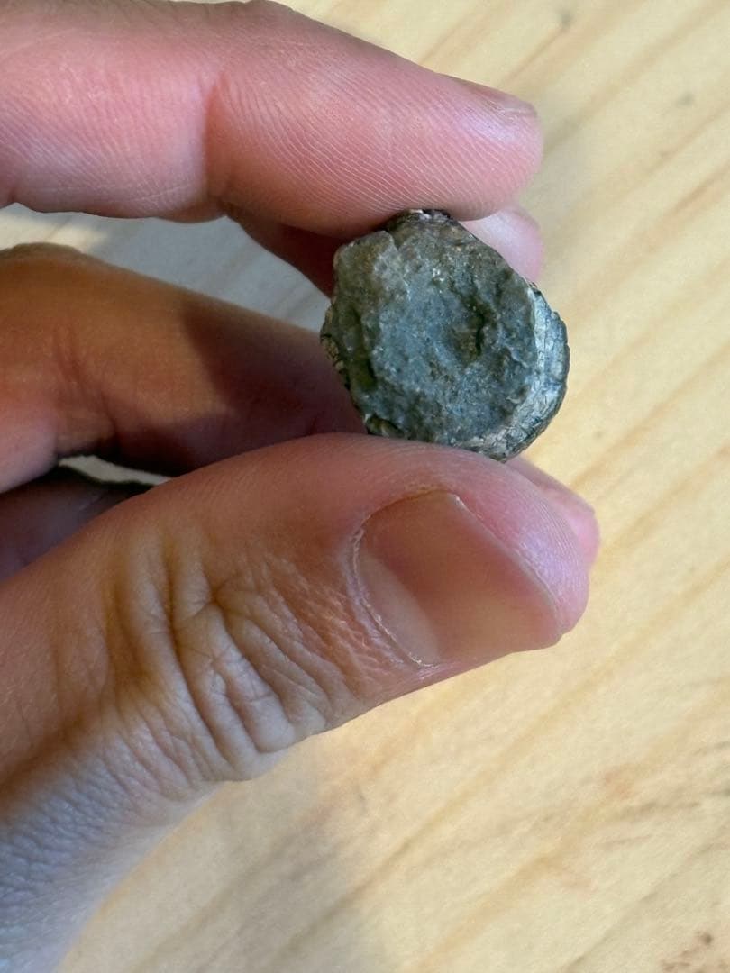 お買い得　ジョバリアの歯　化石　竜脚類