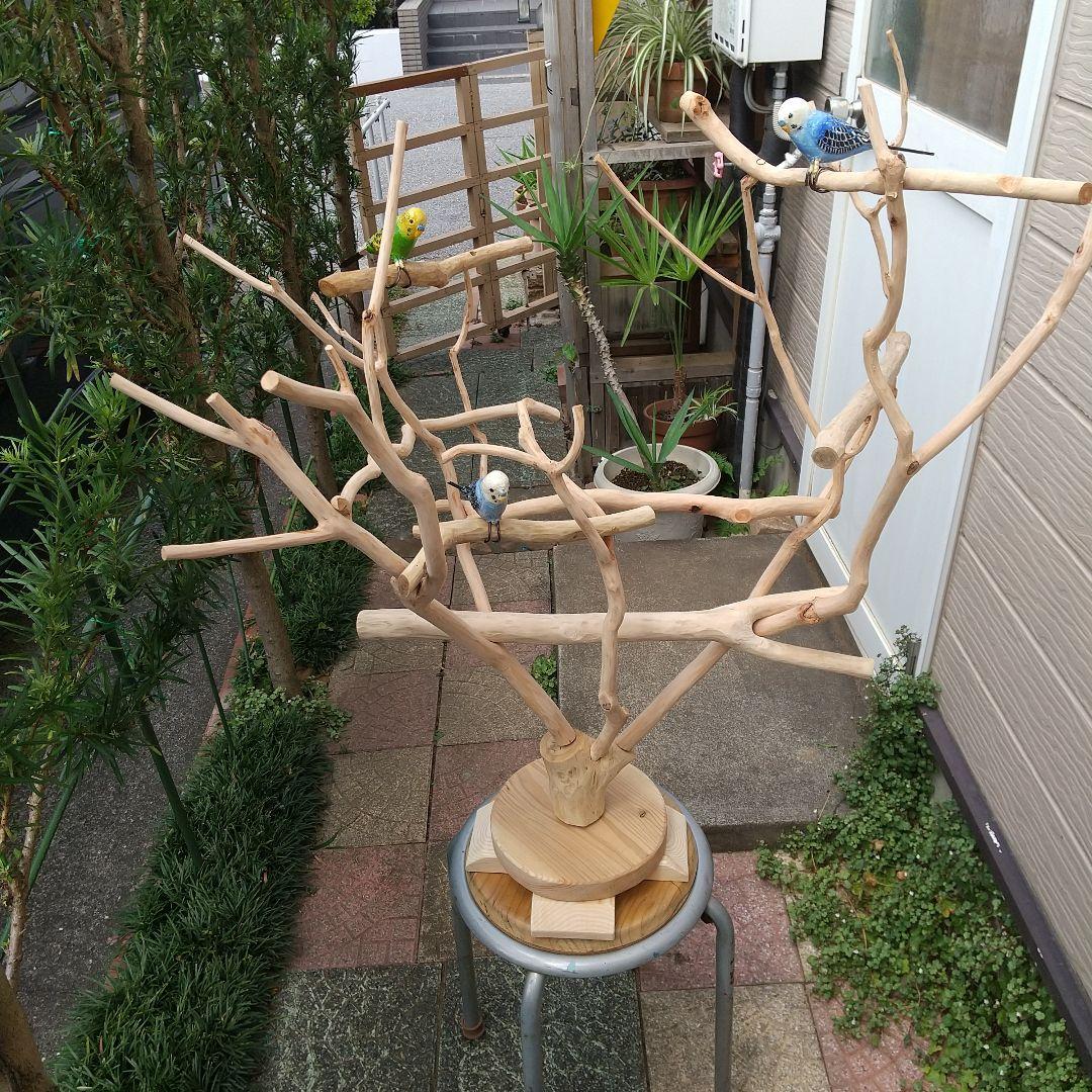 マロ小鳥の楽園バードアスレチックツリージム③