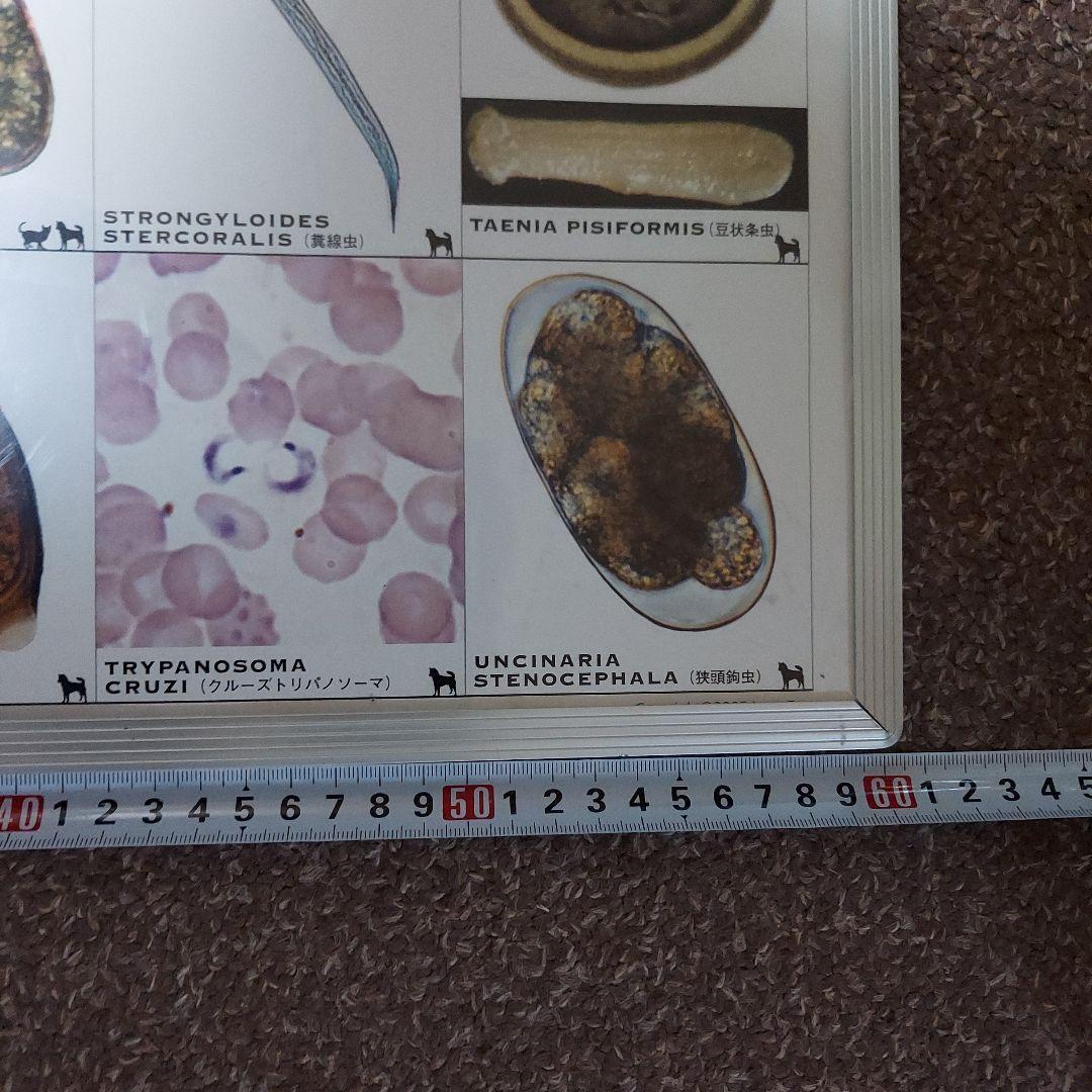 犬と猫の寄生虫図鑑 大パネル