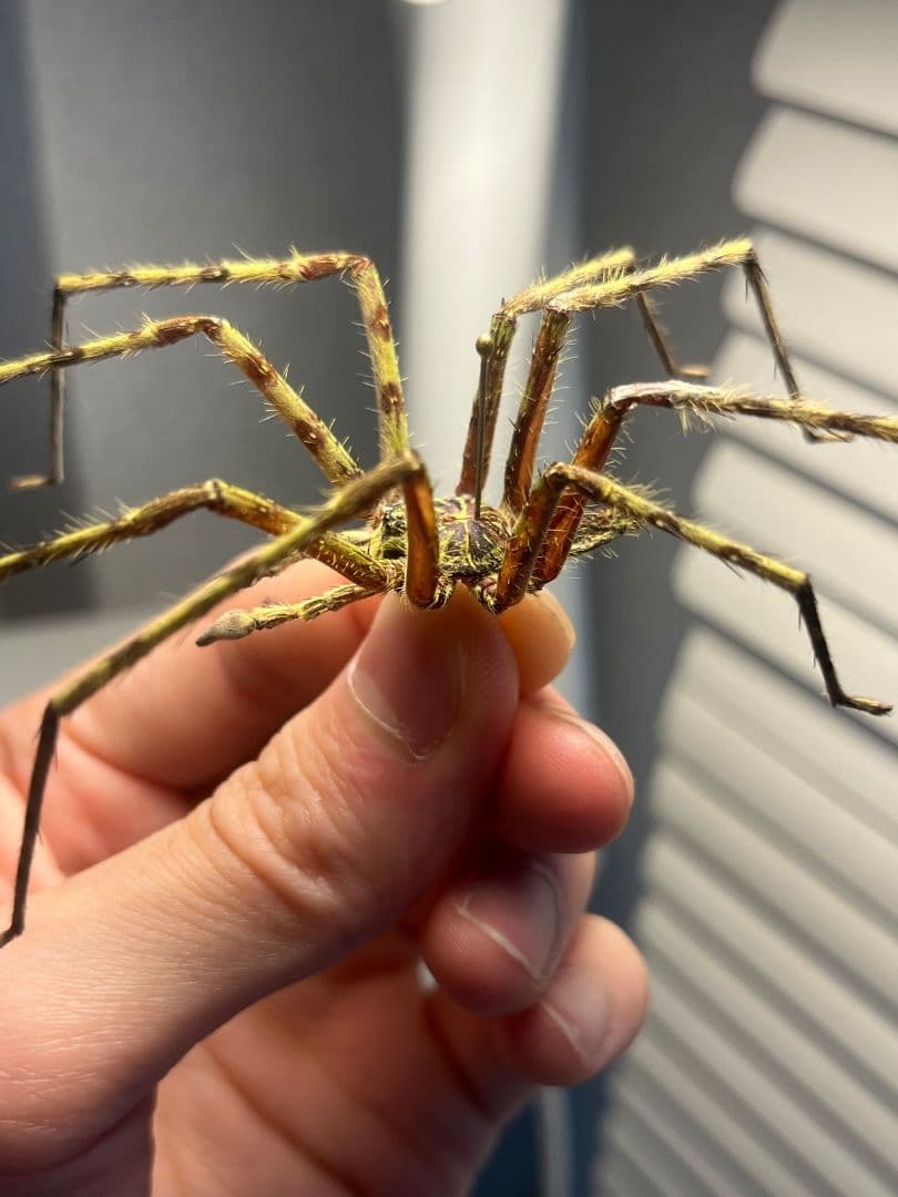 【標本】グリーンハンツマン トゥルースパイダーマンティスムカデセンチピードサソ