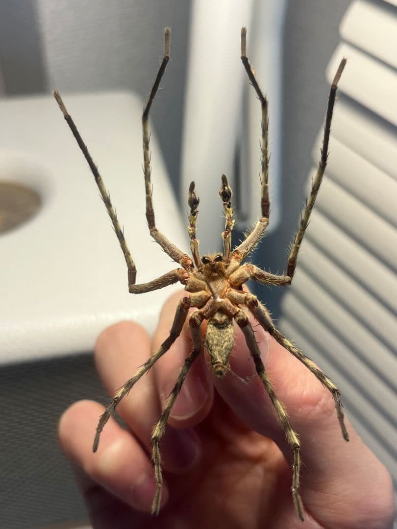 【標本】グリーンハンツマン トゥルースパイダーマンティスムカデセンチピードサソ