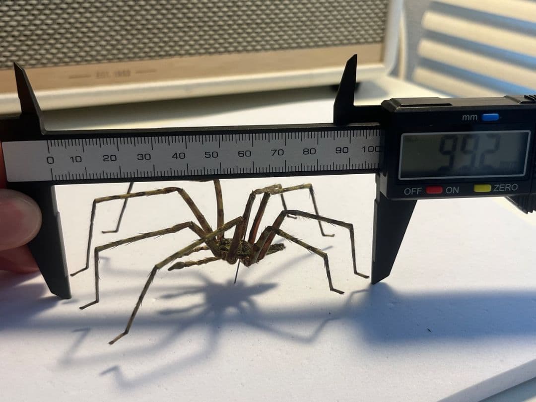 【標本】グリーンハンツマン トゥルースパイダーマンティスムカデセンチピードサソ