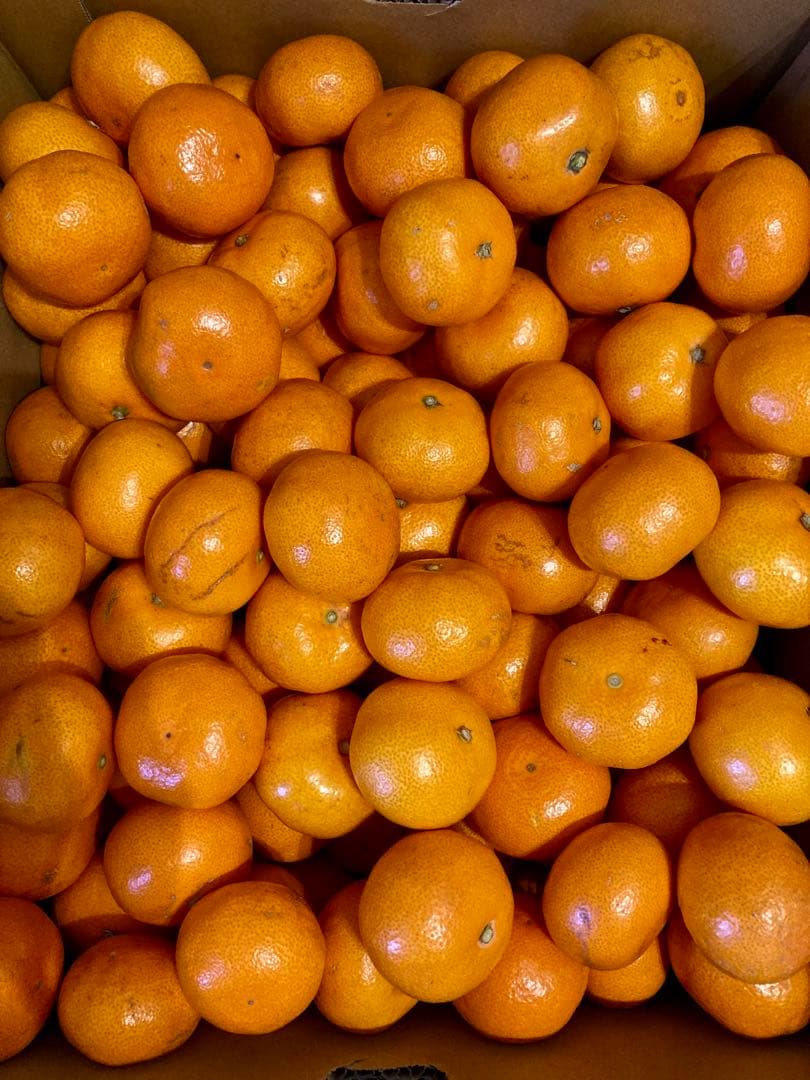 ②温州みかん 樹熟大坊みかん 優品(家庭用傷あり)2Sサイズ10kg