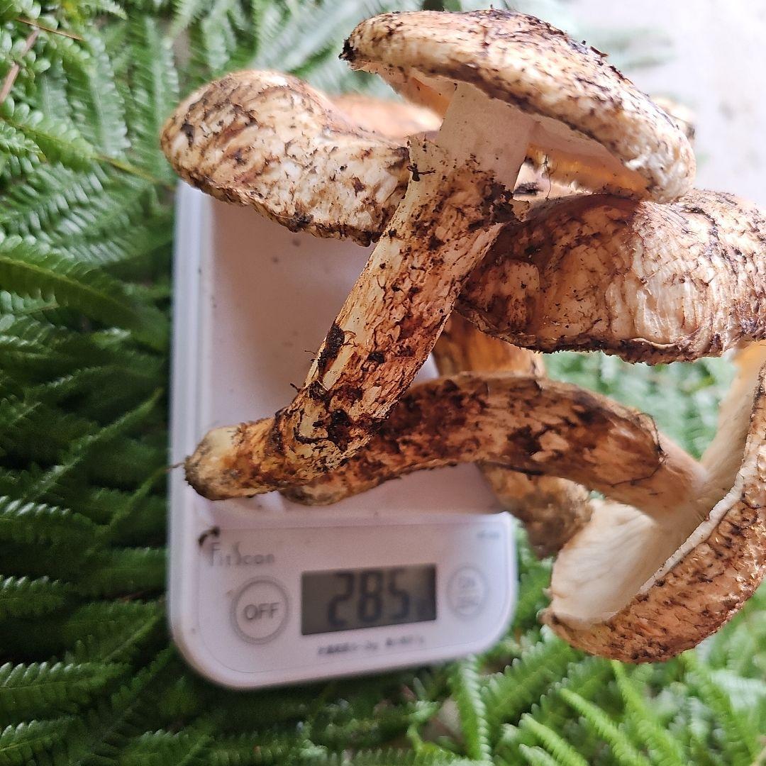 広島県産 松茸 285g