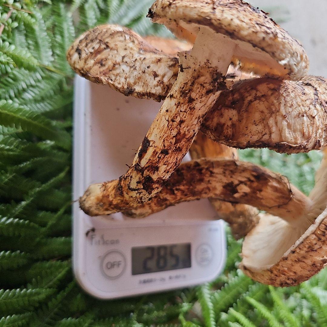 広島県産 松茸 285g