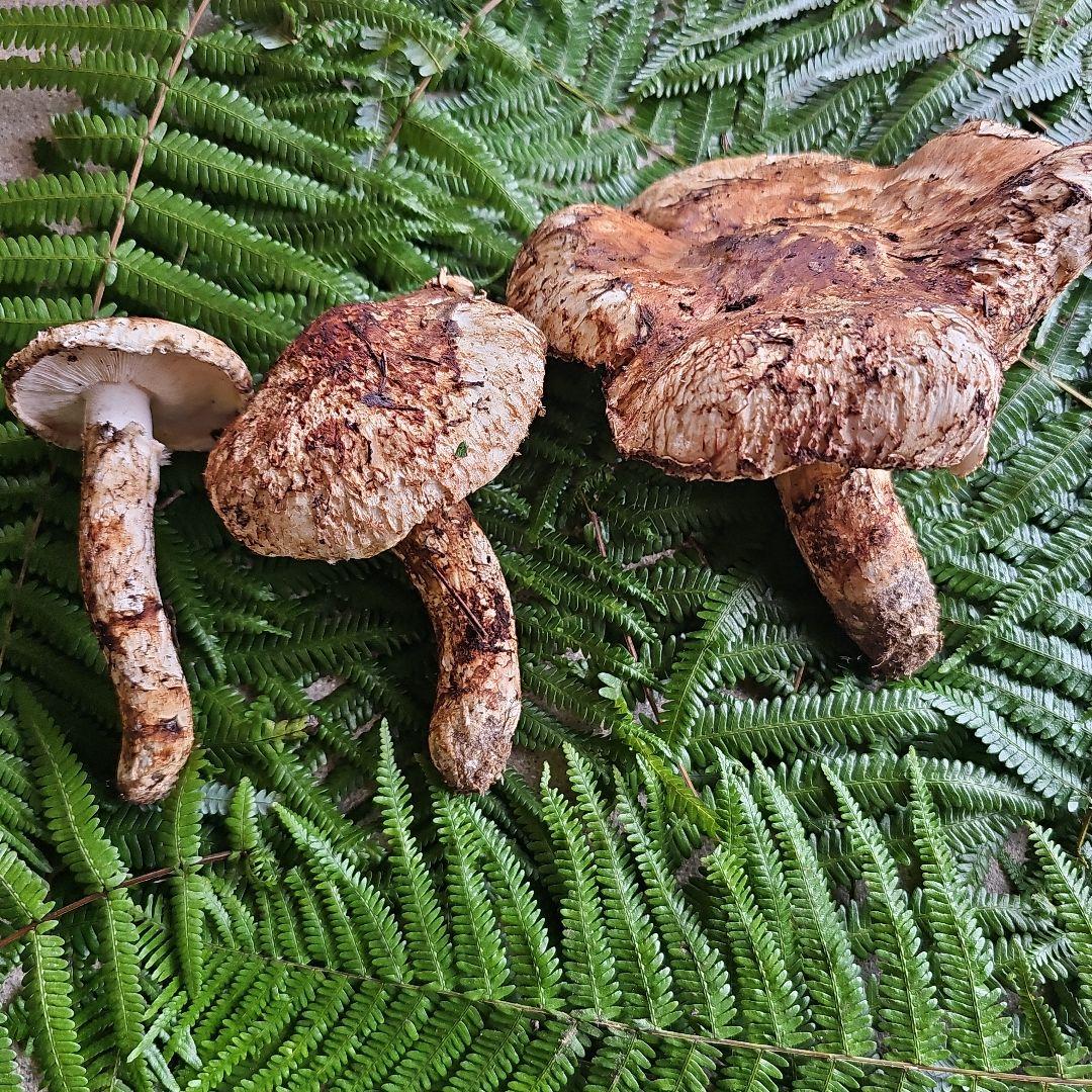 広島県産 松茸 285g