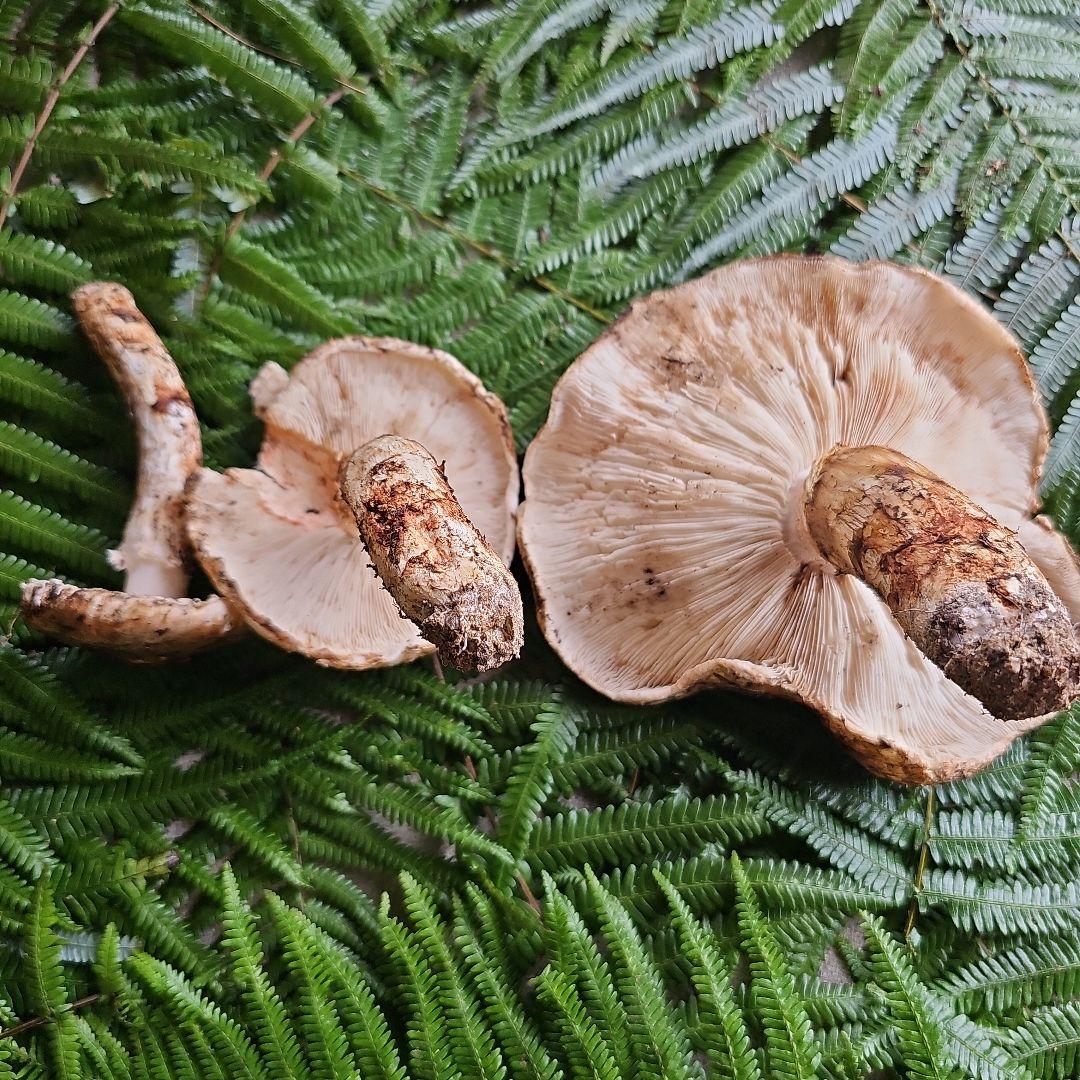 広島県産 松茸 285g