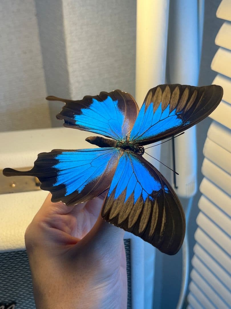 オオルリアゲハ Achillides ulysses 標本 蝶 外国産蝶標本