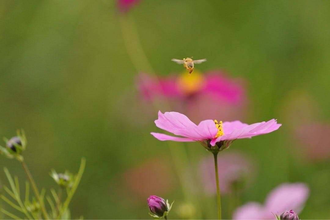 ハチミツ　日本蜜蜂の蜂蜜　巣箱違い谷違いの花粉入りはちみつ　奥山の奥