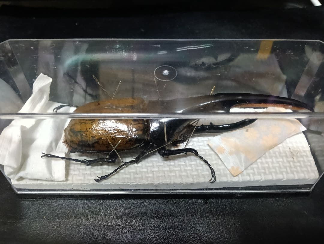 昆虫標本 超大型血統ヘラクレスオオカブト雄163mm 美形