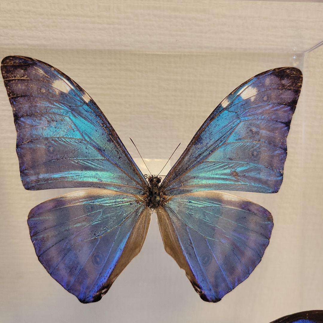 蝶の標本　ジャングルを舞う宝石の世界(珍A)