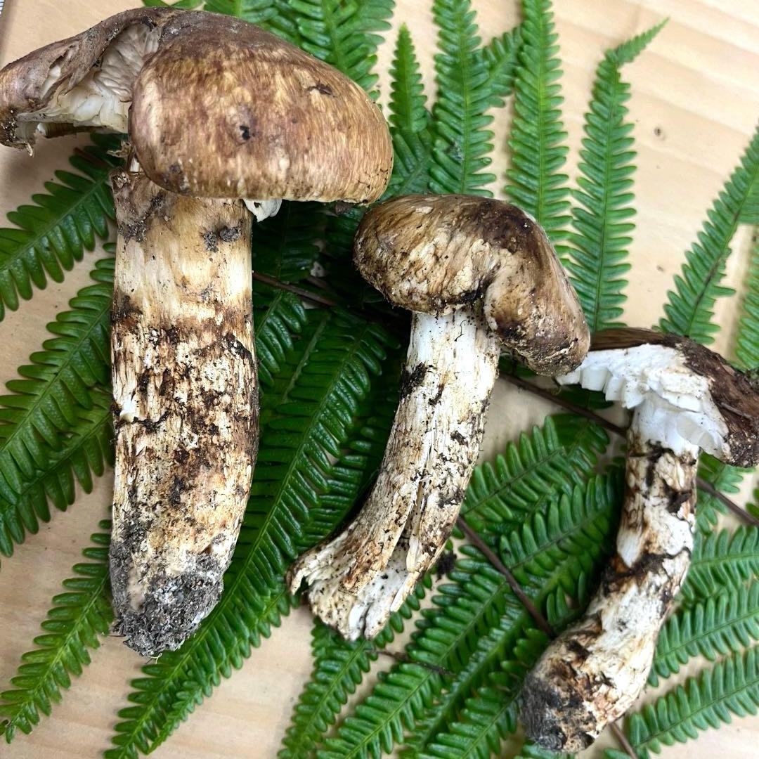 送料無料 岡山県中国山地産 松茸 295g＋おまけ1本 朝採れ