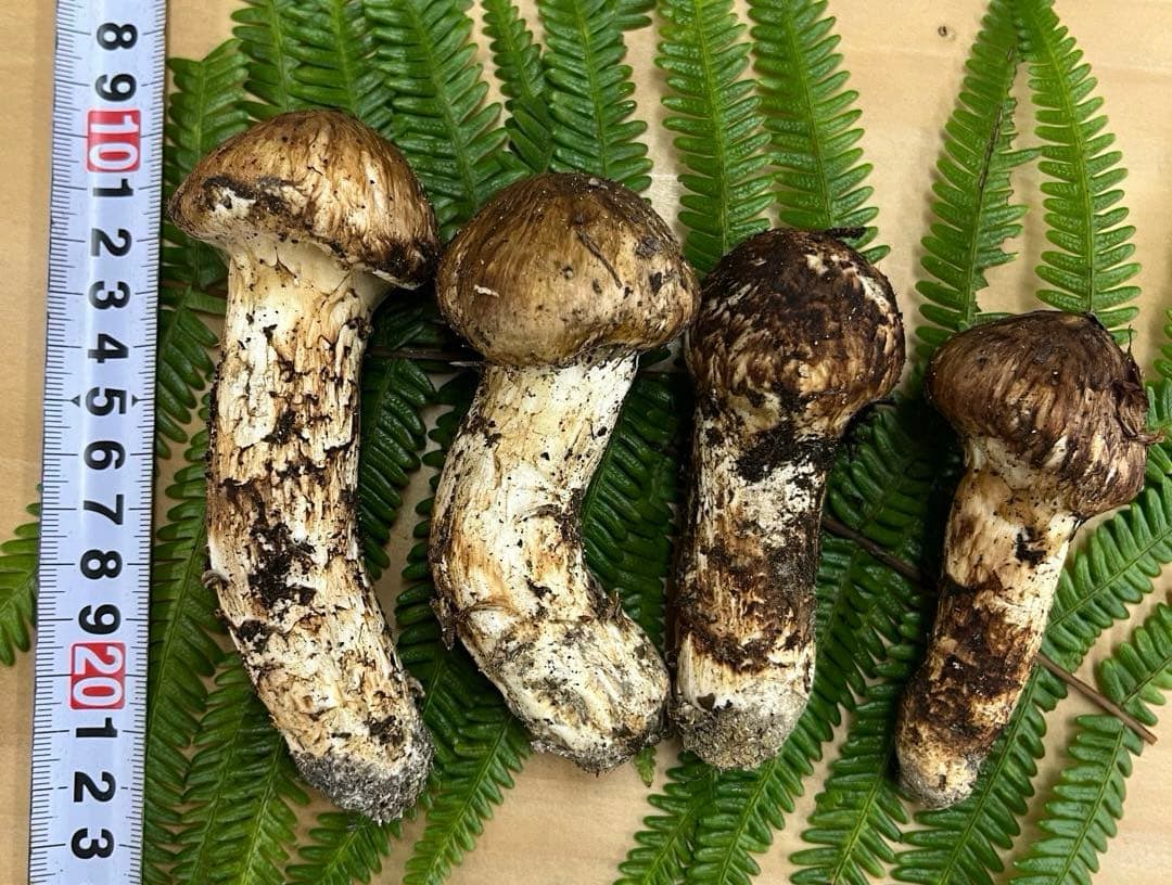 送料無料 岡山県中国山地産 松茸 295g＋おまけ1本 朝採れ