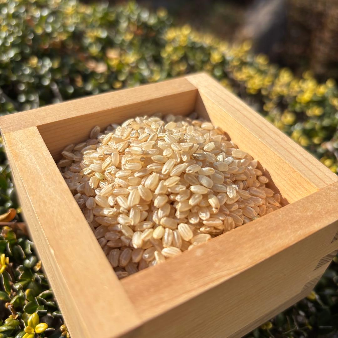 日本晴　自然栽培　玄米　10kg