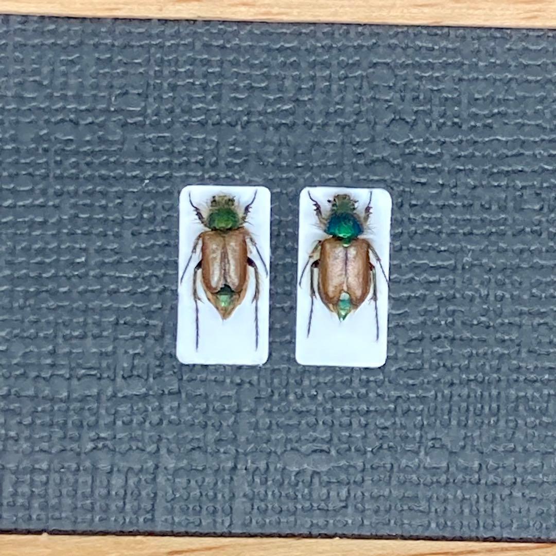 青く輝くイランのヒゲブトハナムグリ【標本】