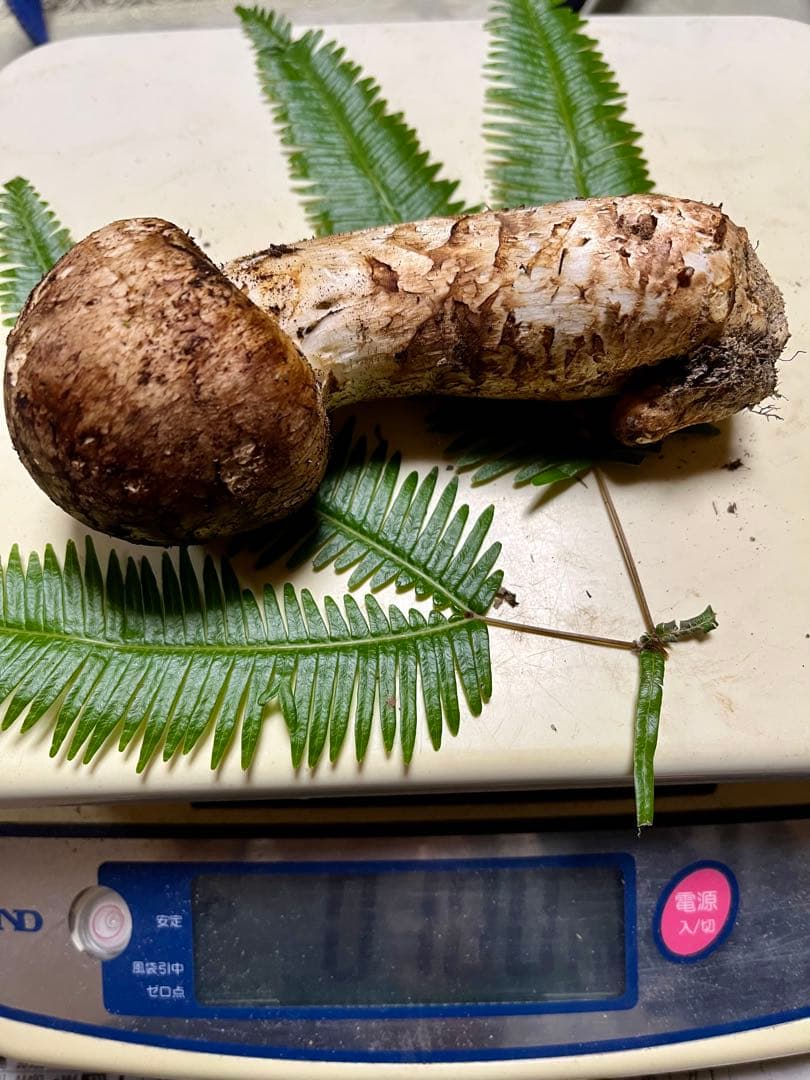 【専用です】大阪泉州産天然松茸　採れたて松茸　極上品2本180g 国産