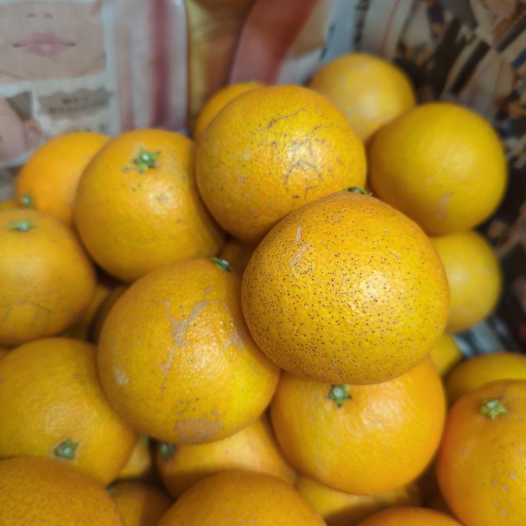 642愛果 まどんな 家庭用小玉 10kg