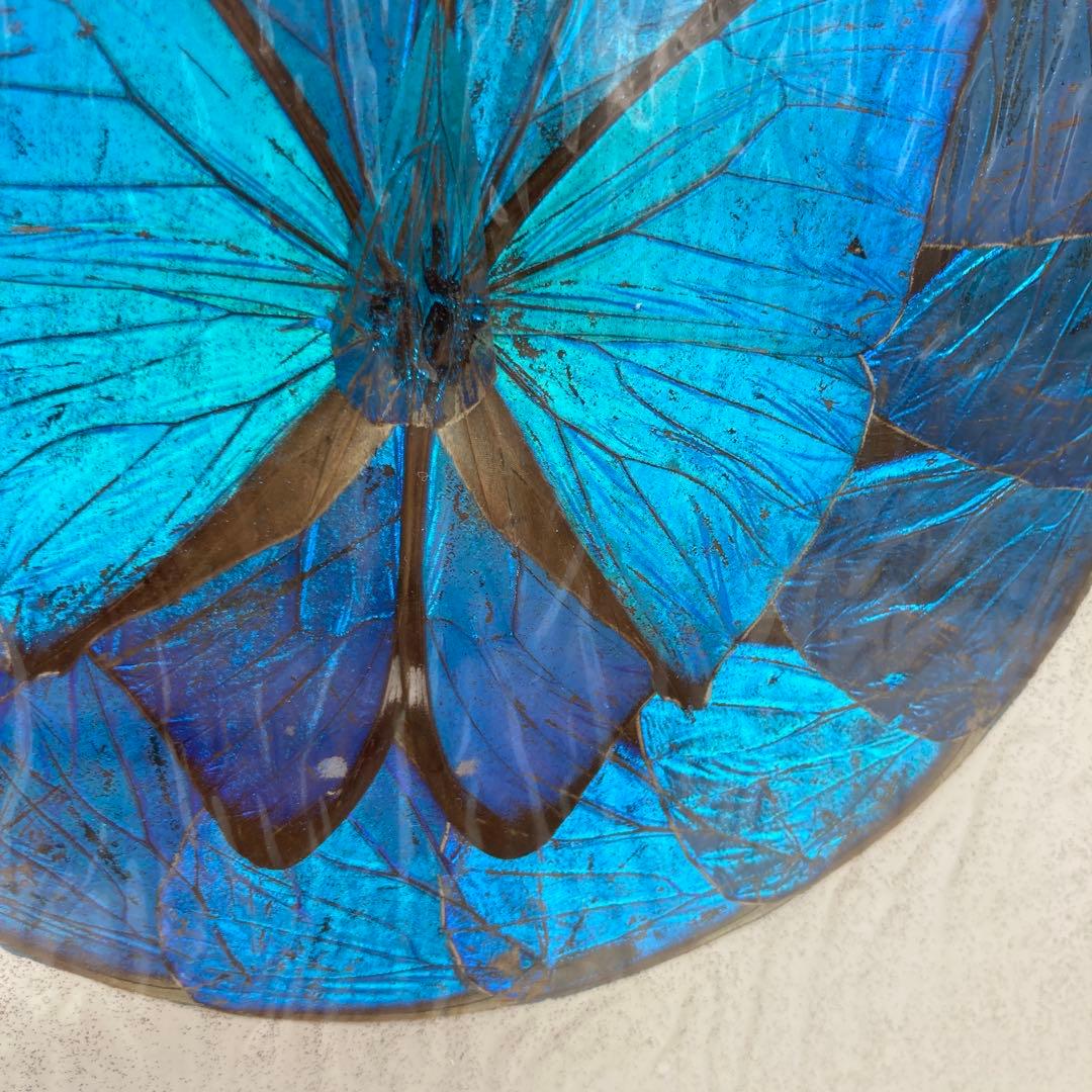 【レア】　モルフォ蝶　絶滅　標本 19 青　ブルー　昆虫　美術　アート　芸術