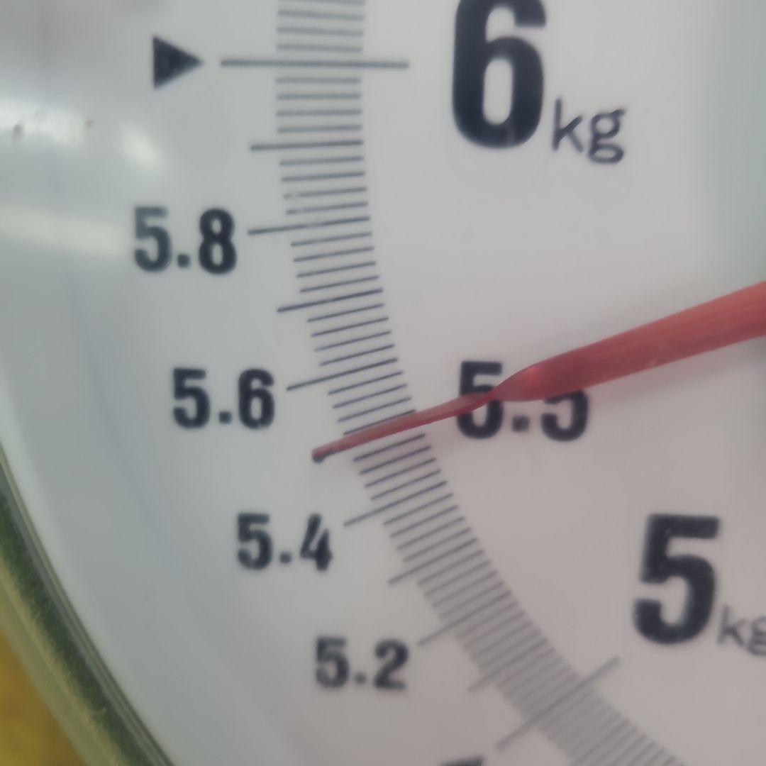 4️⃣ 山梨県産 シャインマスカット １３房 箱込み5.4キロ