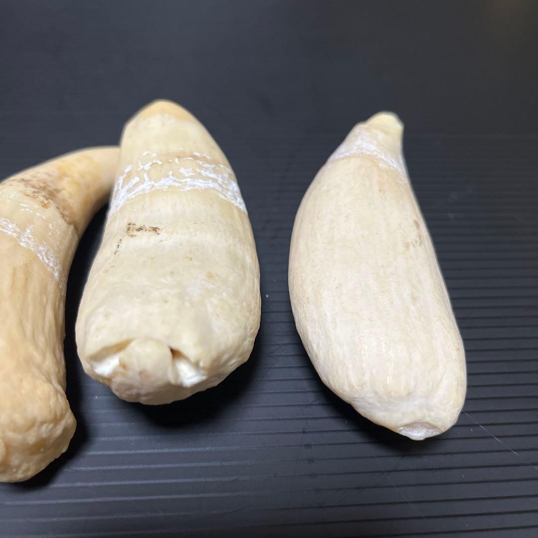 マッコウクジラ　雌歯