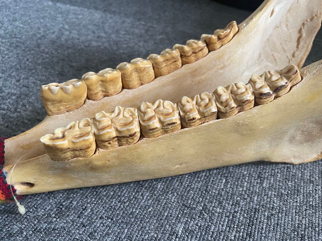 キハーダ ロバの下顎