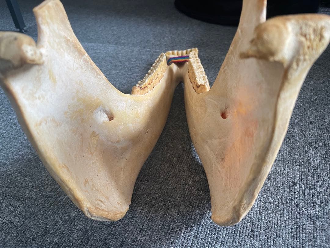 キハーダ ロバの下顎