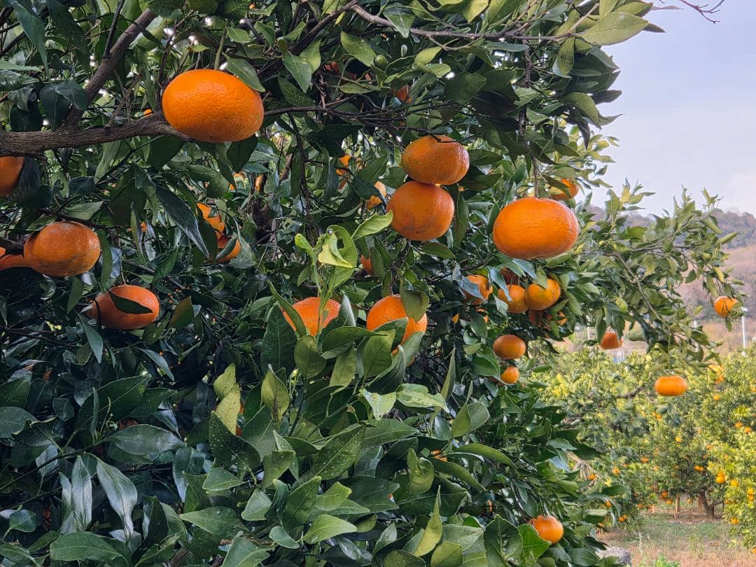 甘平10キロ　愛媛　中島産
