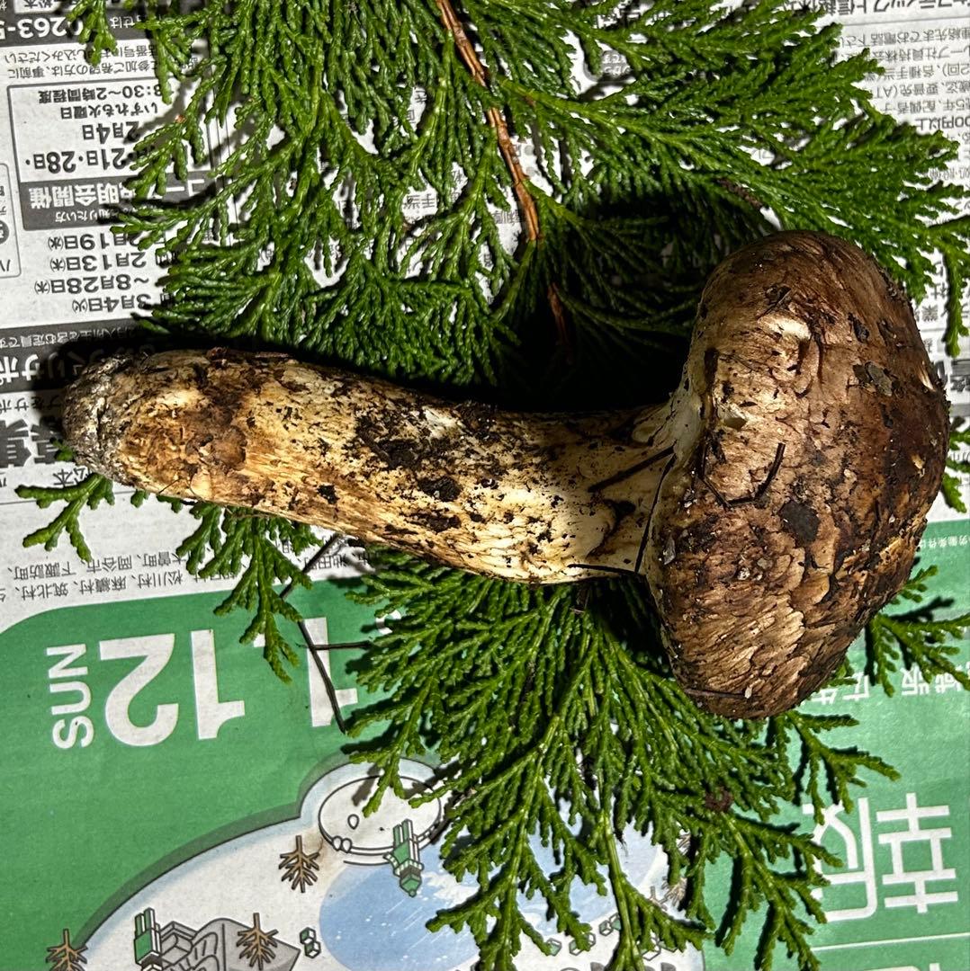 ☆信州産松茸☆今現在約100グラム☆まつたけ☆クール便送料着払い☆国産松茸☆③☆
