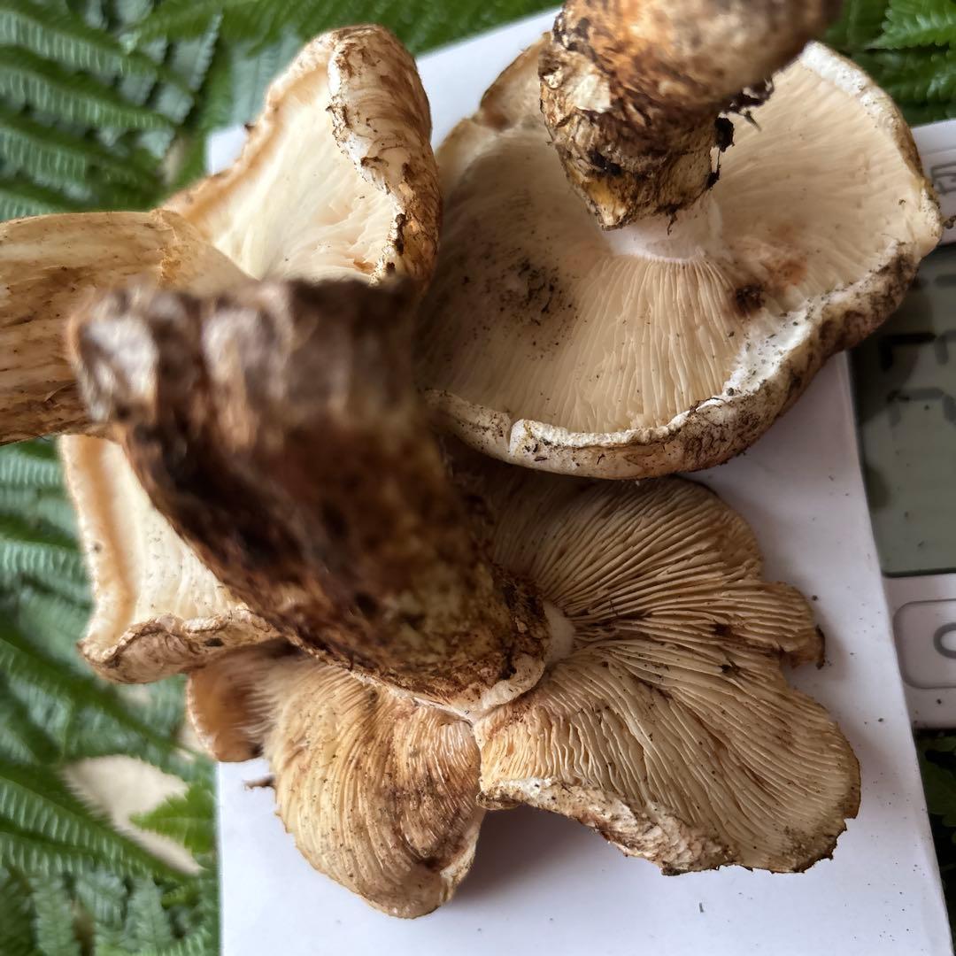 広島県産 松茸 ５本 （415g）⑦