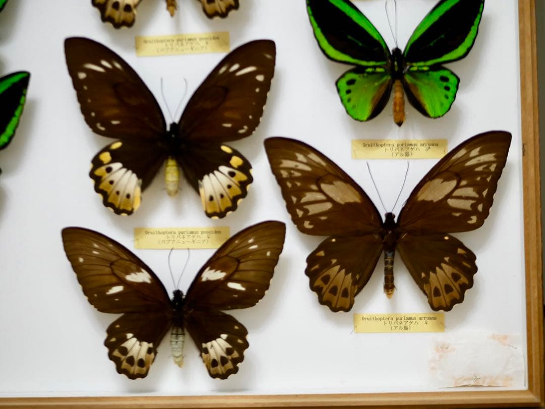 蝶標本 大型メガネトリバネアゲハ② 産地別コレクション 研究用 大型ドイツ箱