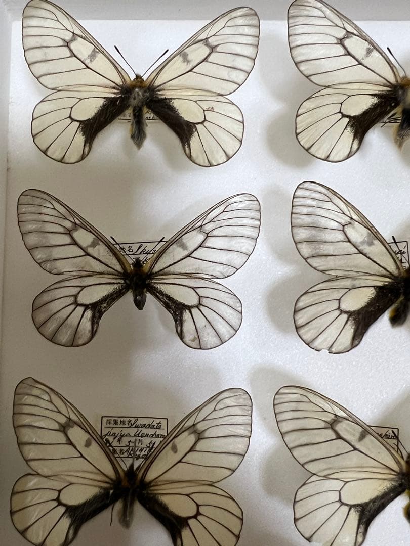 蝶標本希少ウスドイツガラス木箱現状品41x50x6cm写真がご確認してください