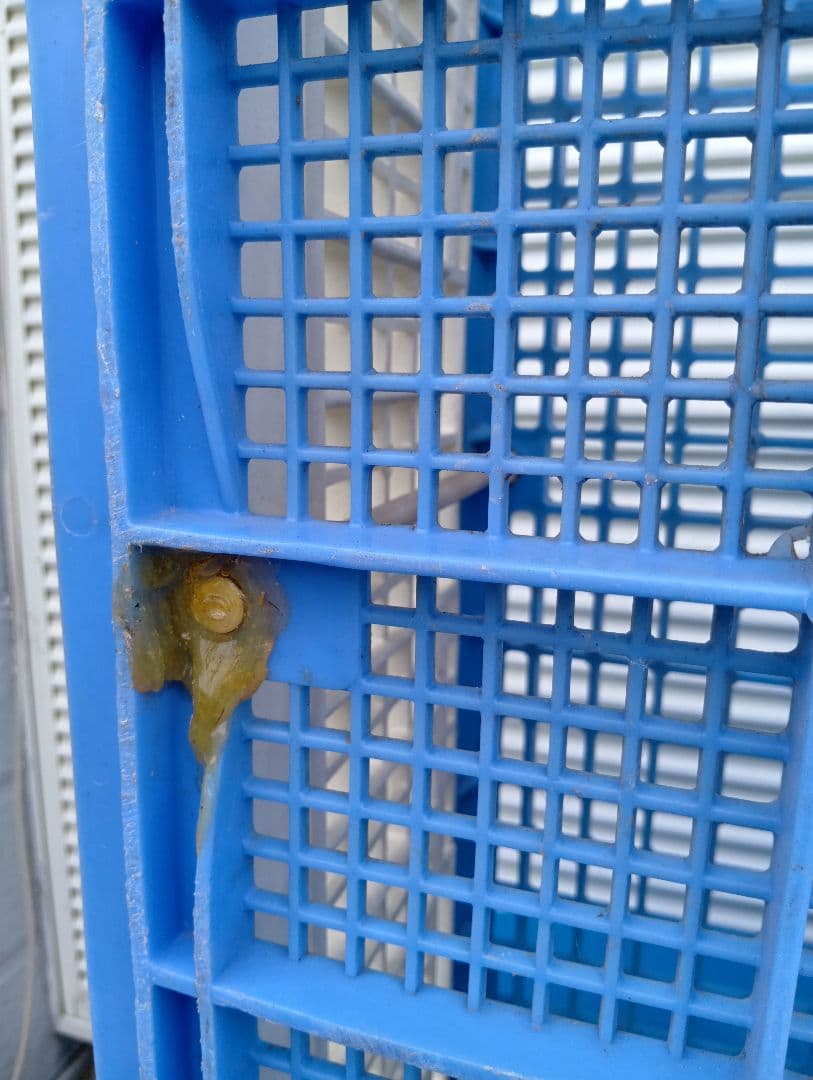 放鳩籠　コンテナ　レース鳩　移送　搬送　輸送　愛鳩の友　コンテナー　キャディーB