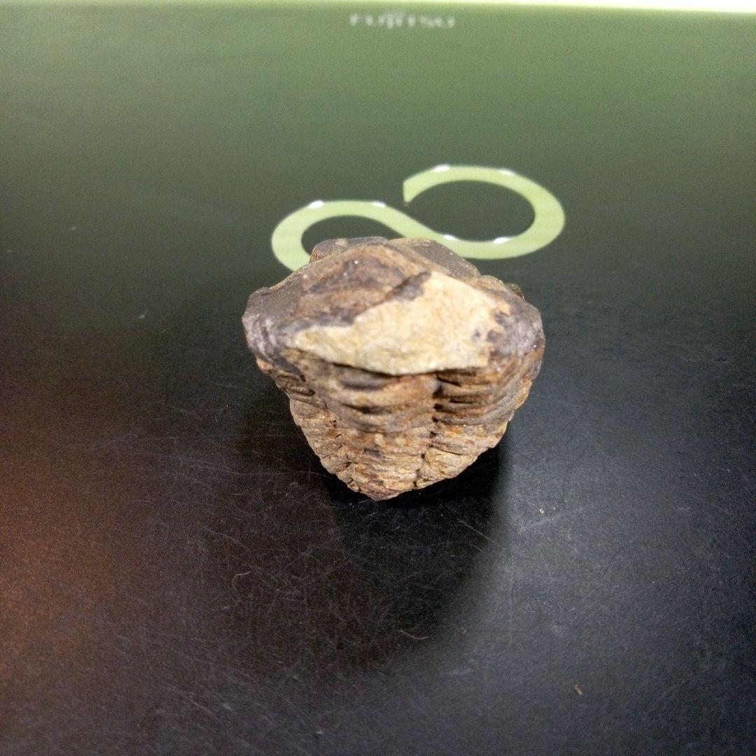 三葉虫　化石　fossil　ボリビア産　trilobite　三葉虫判別⑧