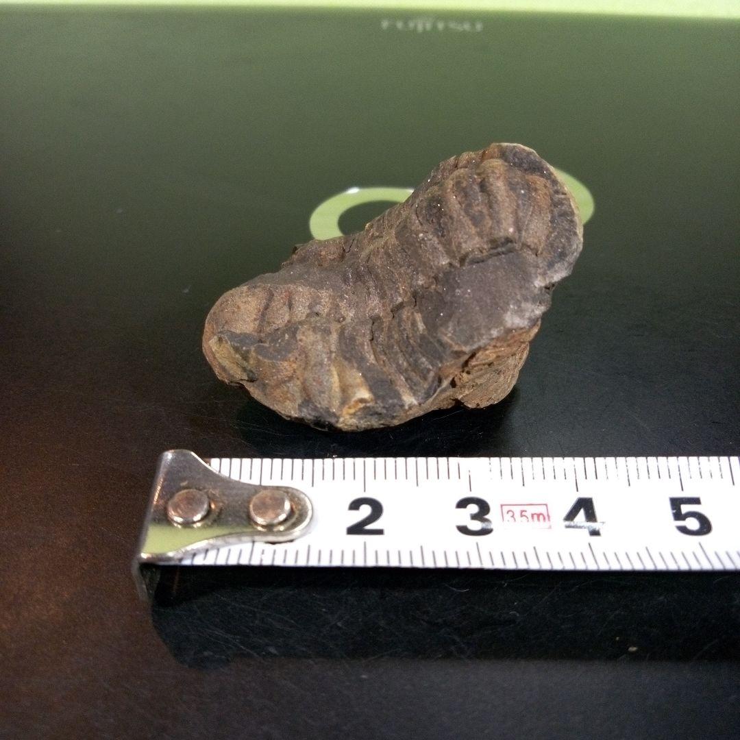 三葉虫　化石　fossil　ボリビア産　trilobite　三葉虫判別⑧