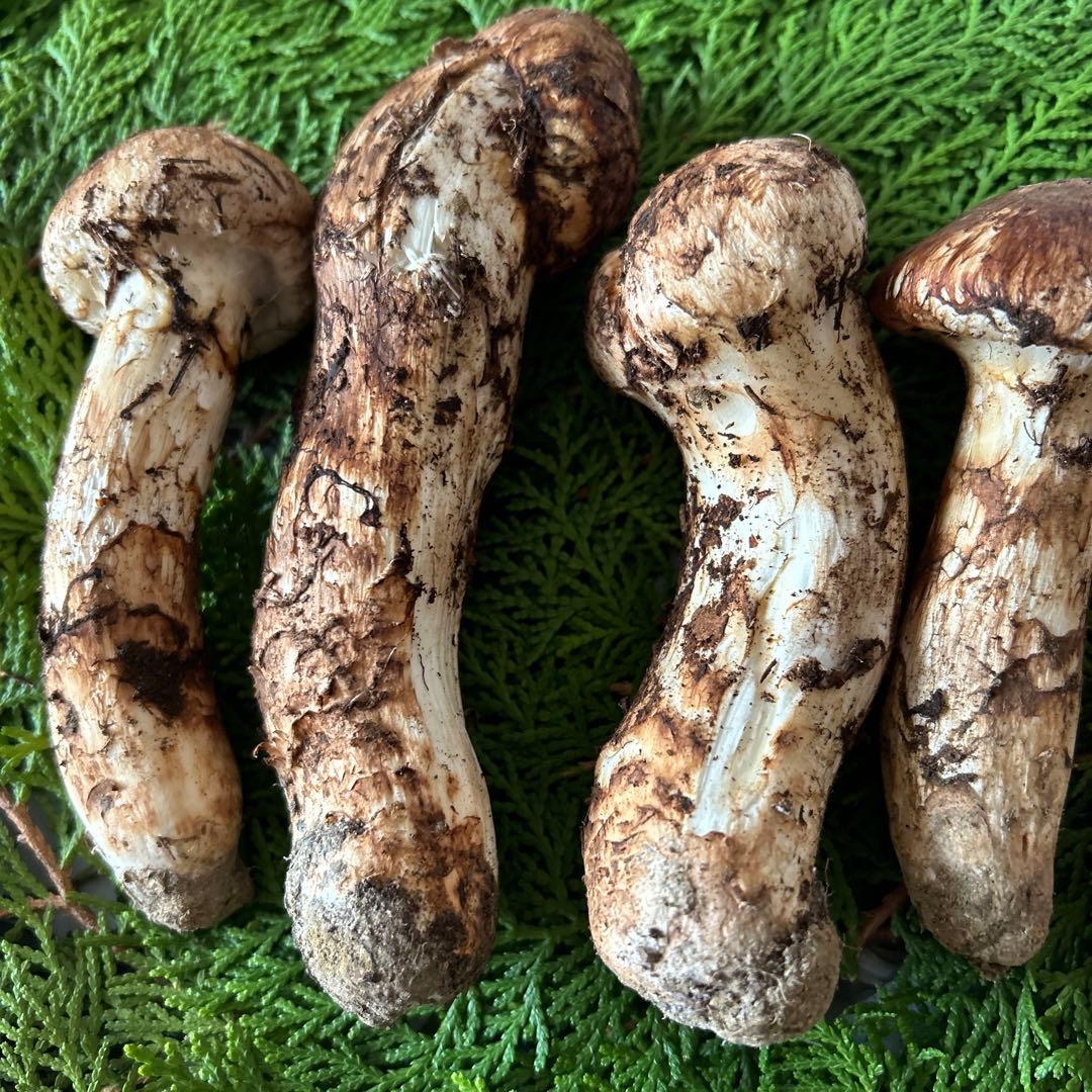 岩手県産‼️天然松茸‼️150ｇおまけ付き(40ｇ)