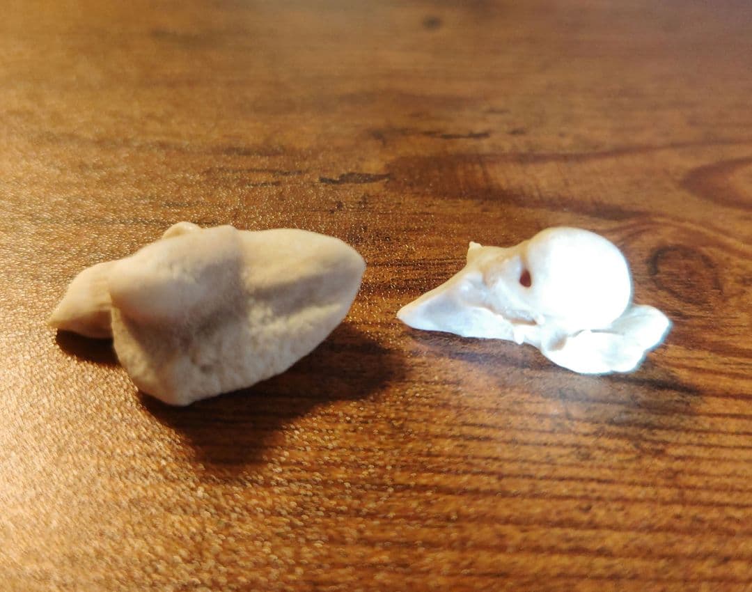 イルカ耳骨セット 希少！