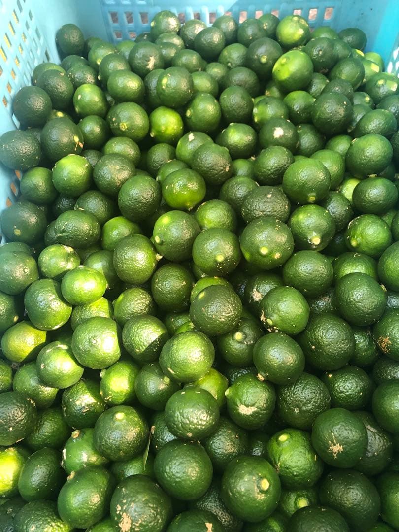 沖縄県産シークワーサー‼️20キロ送料込‼️