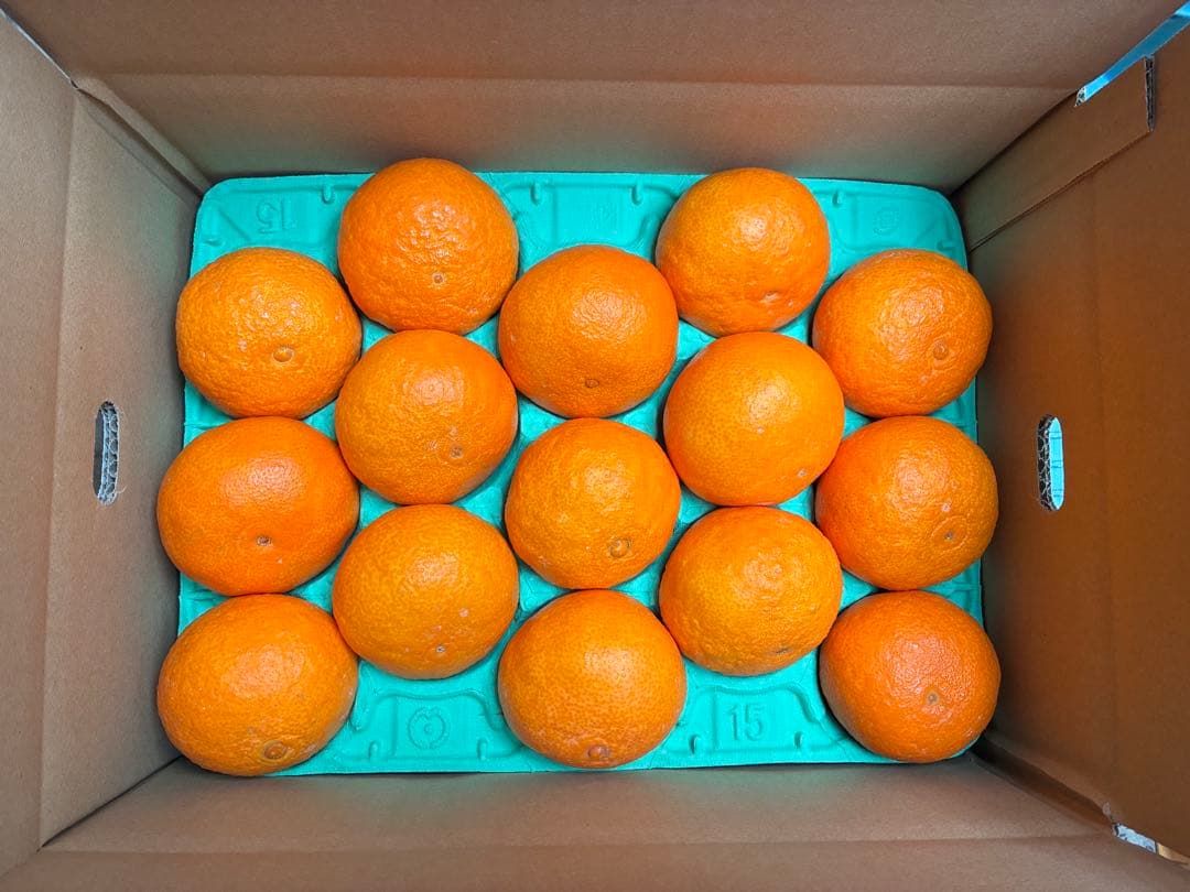 マリア　愛媛県松山市中島産まどんな(愛媛果試第28号)Lサイズ3kg 2箱