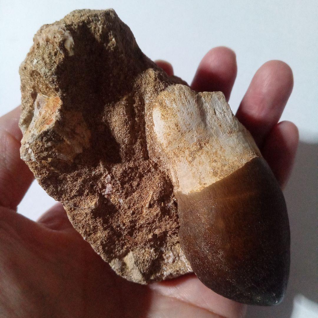 恐竜　歯化石　モササウルス　特大歯　極美麗