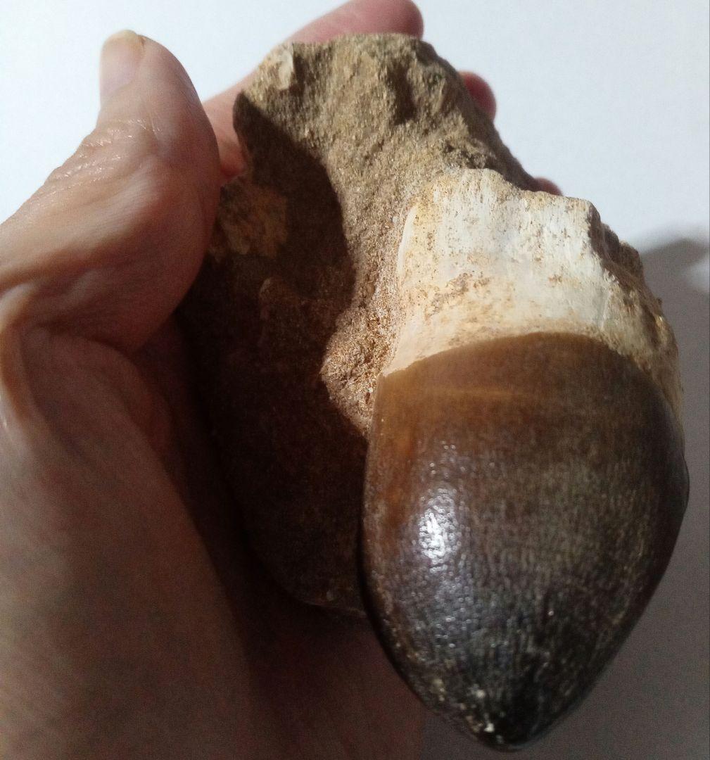 恐竜　歯化石　モササウルス　特大歯　極美麗