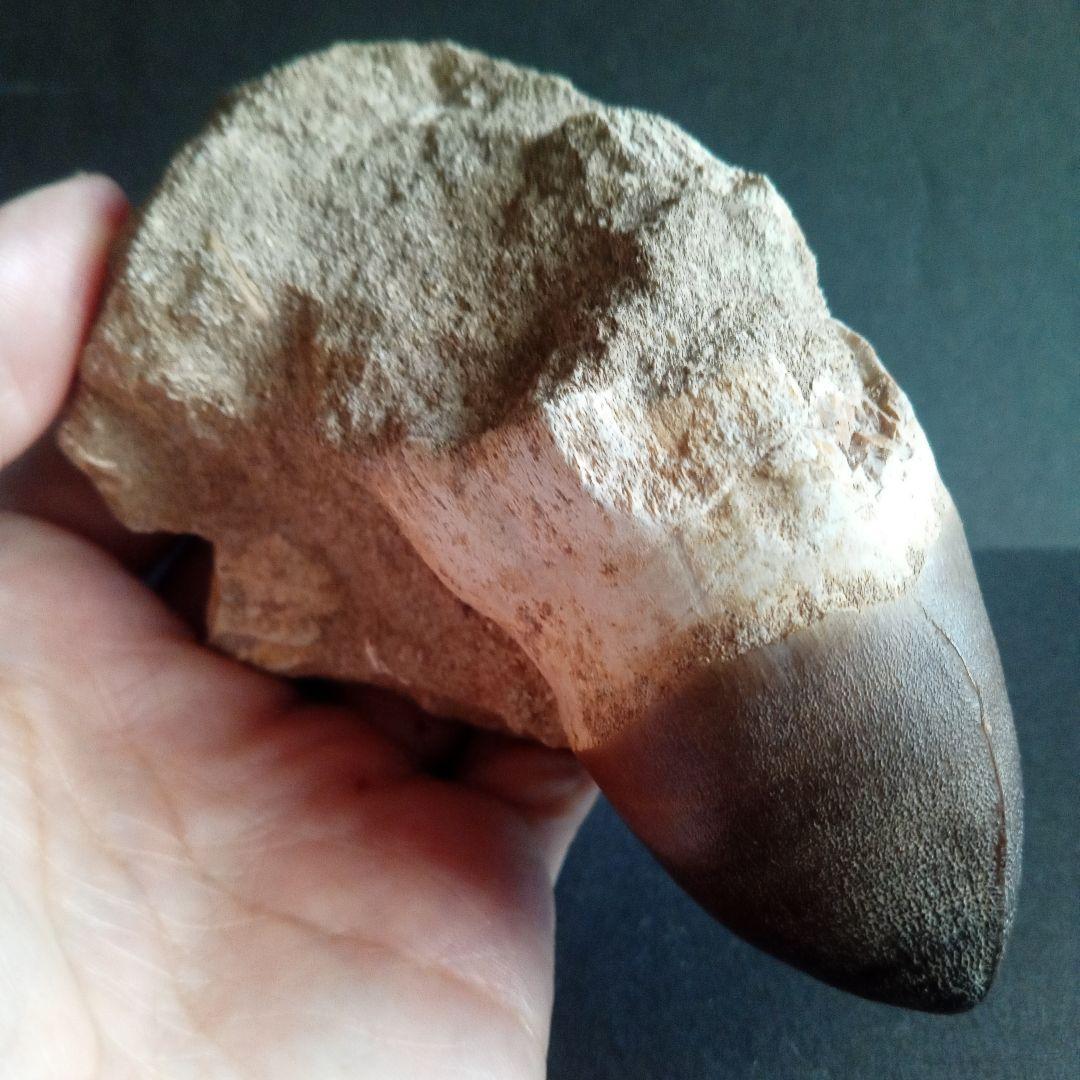 恐竜　歯化石　モササウルス　特大歯　極美麗