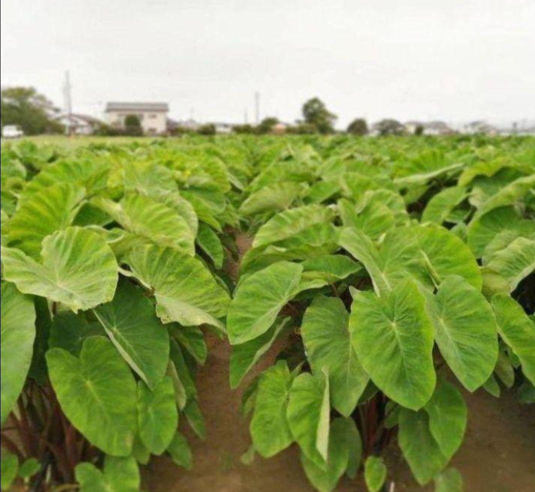 チャビおさま専用 磐田のこだわり海老芋 子芋 傷あり 無選別10kg 送料無料