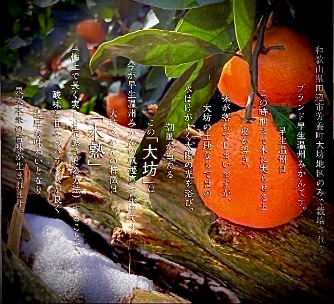 ③温州みかん 樹熟大坊みかん 秀品(贈答品同様)2Sサイズ10kg