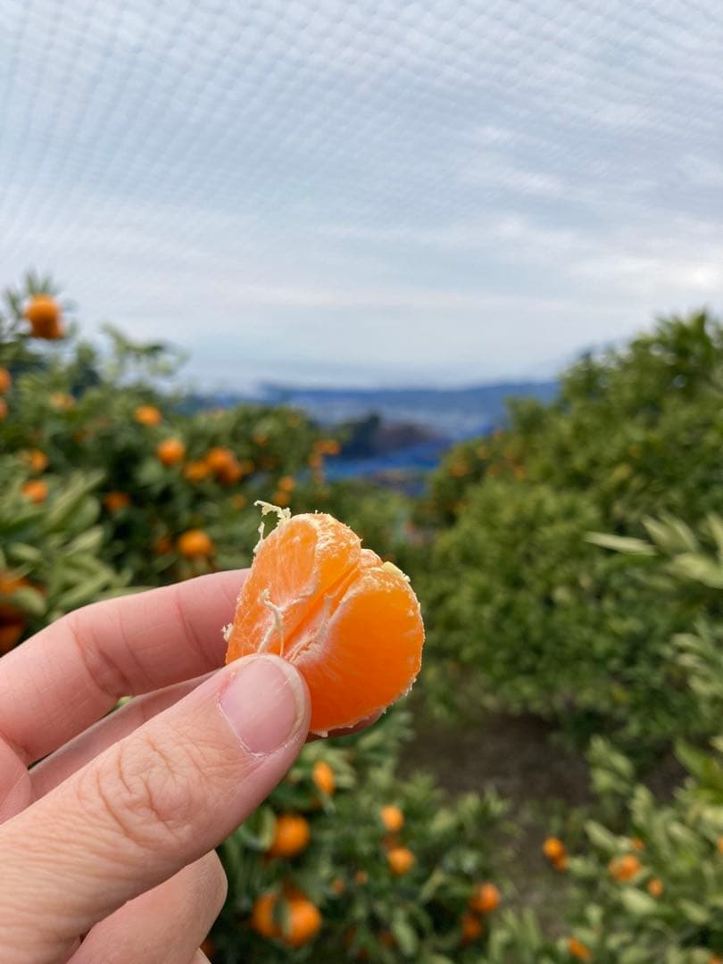 ③温州みかん 樹熟大坊みかん 秀品(贈答品同様)2Sサイズ10kg