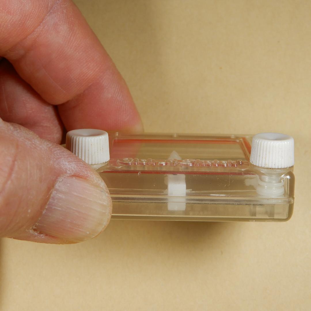 スケルトンエッチアスケッチ